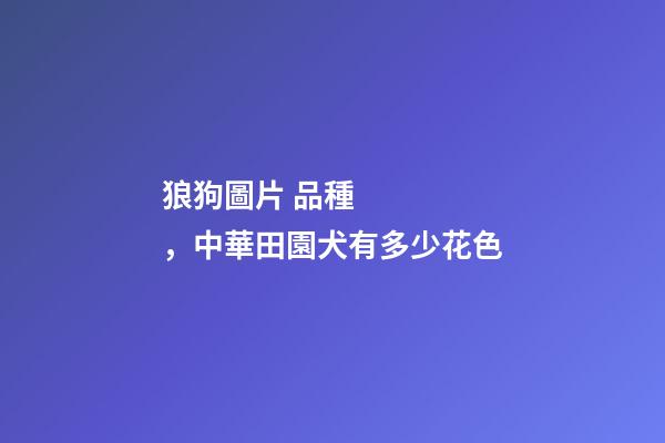狼狗圖片 品種，中華田園犬有多少花色